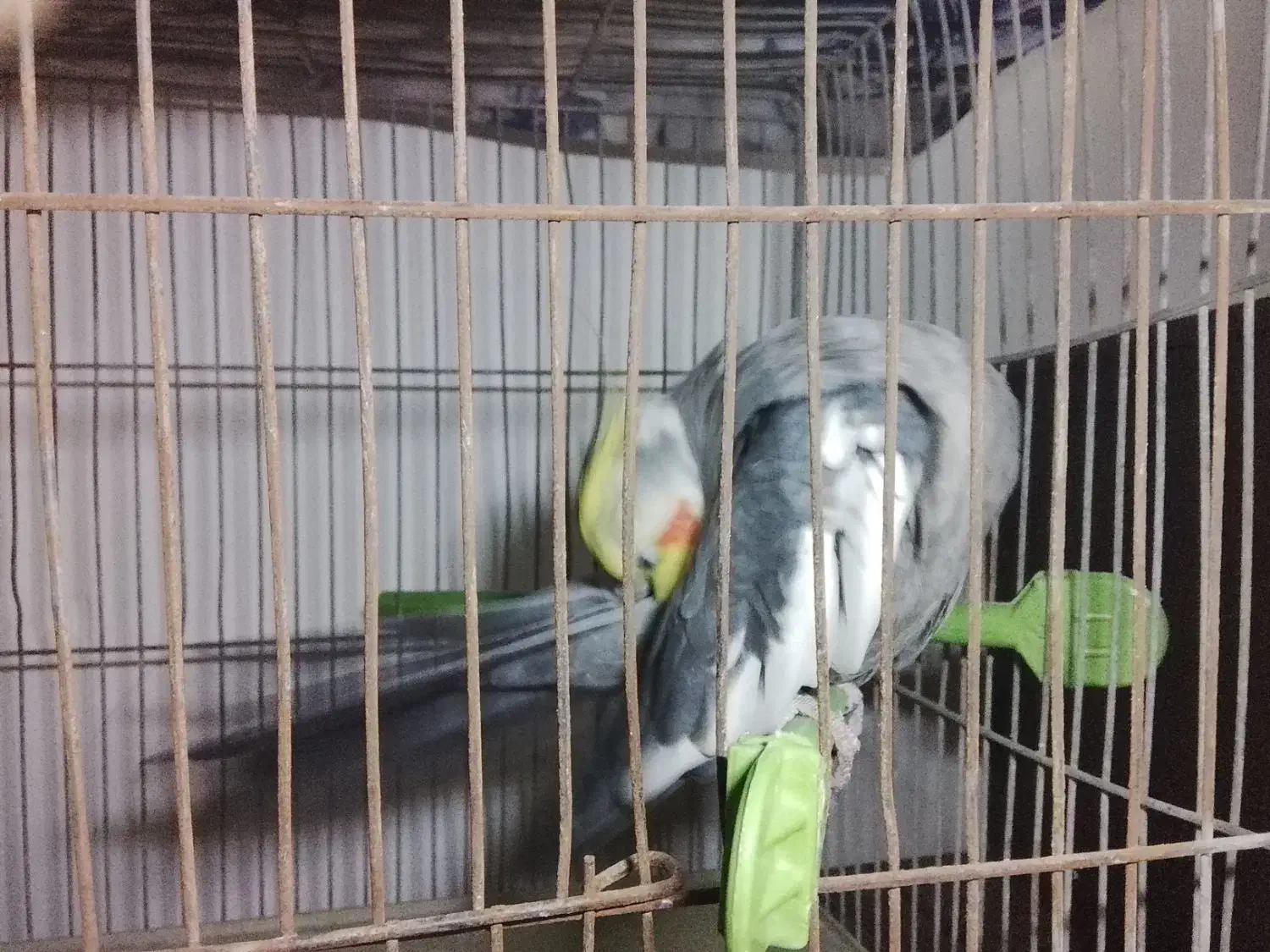 عروس هلندی|پرنده|اقبالیه, |دیوار