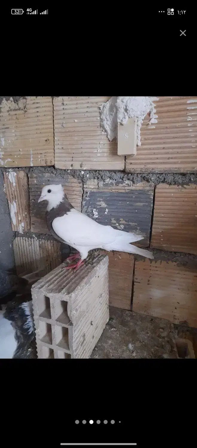 طوقی.زیره.سرکه ای ماده.|پرنده|اندیمشک, |دیوار