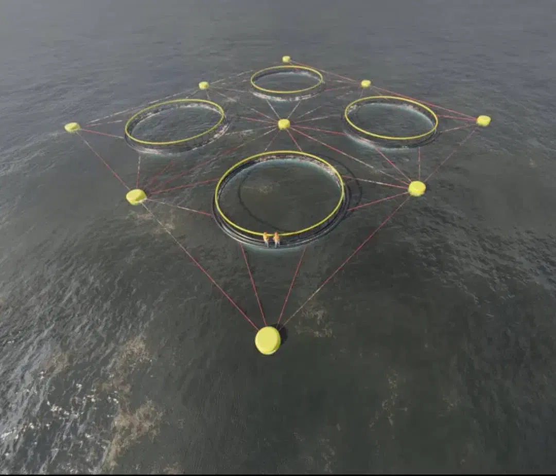 قفس پرورش سیباس|ماهی|بندر کنگان, |دیوار