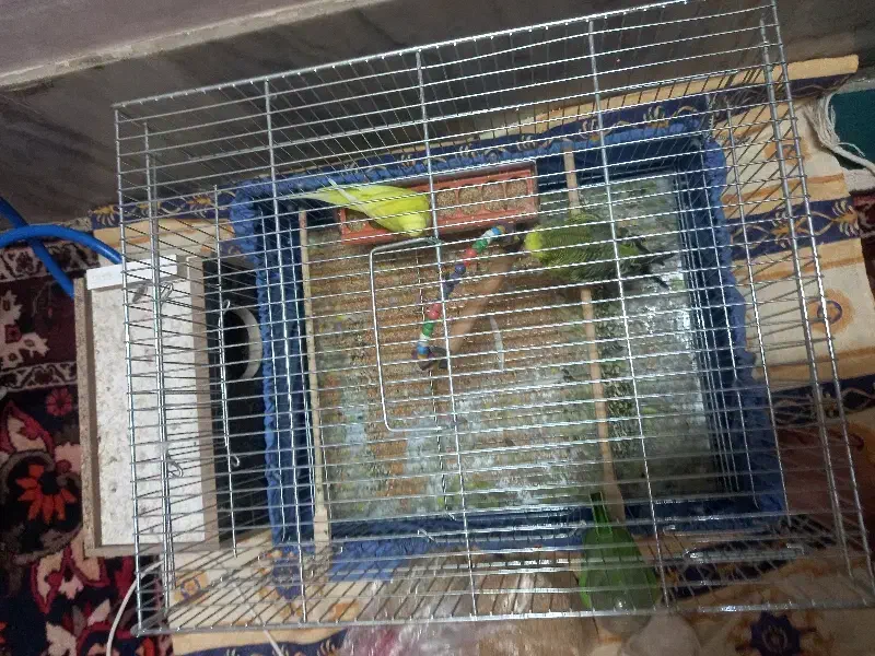 مرغ عشق گرید A هلندی|پرنده|اصفهان, سرشبادران|دیوار