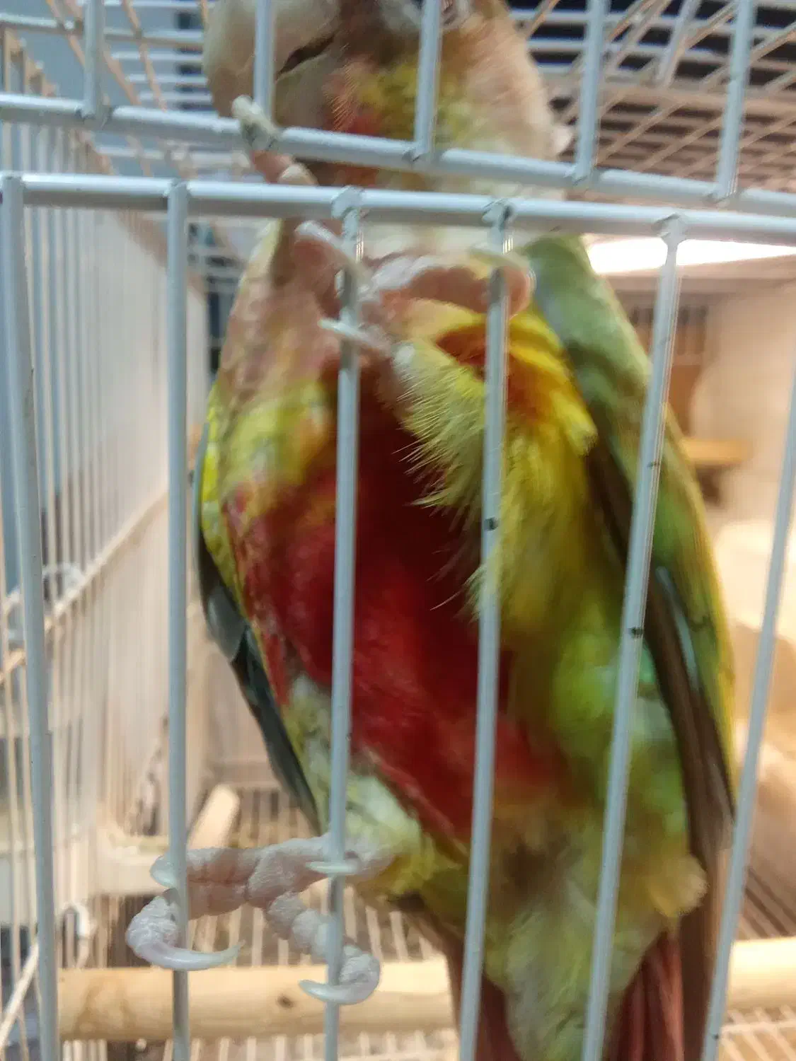 گرینچیک نر|پرنده|مشهد, محمدآباد|دیوار