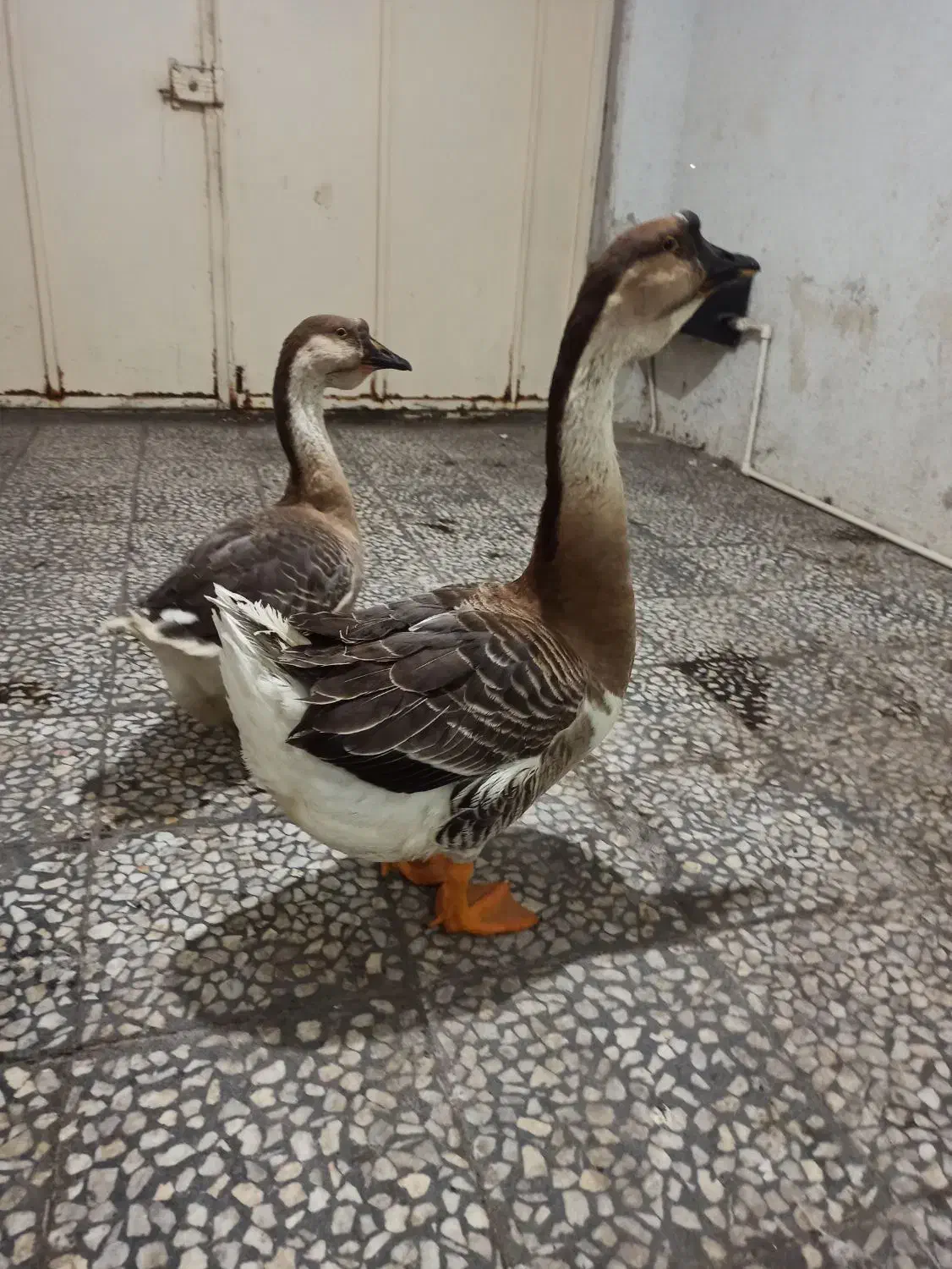 غوغاز آفریقایی زینتی اصل|حیوانات مزرعه|رشت, عینک|دیوار