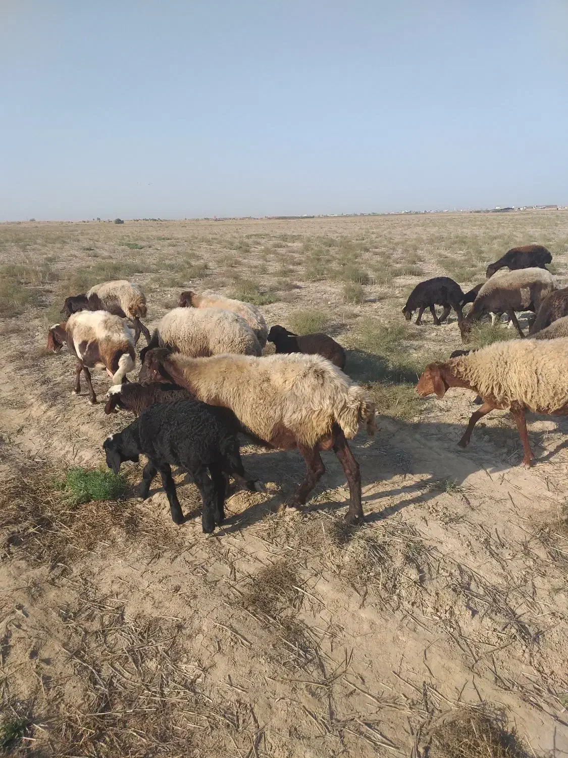 ۱۵راس بره دار|حیوانات مزرعه|سیمین شهر, |دیوار