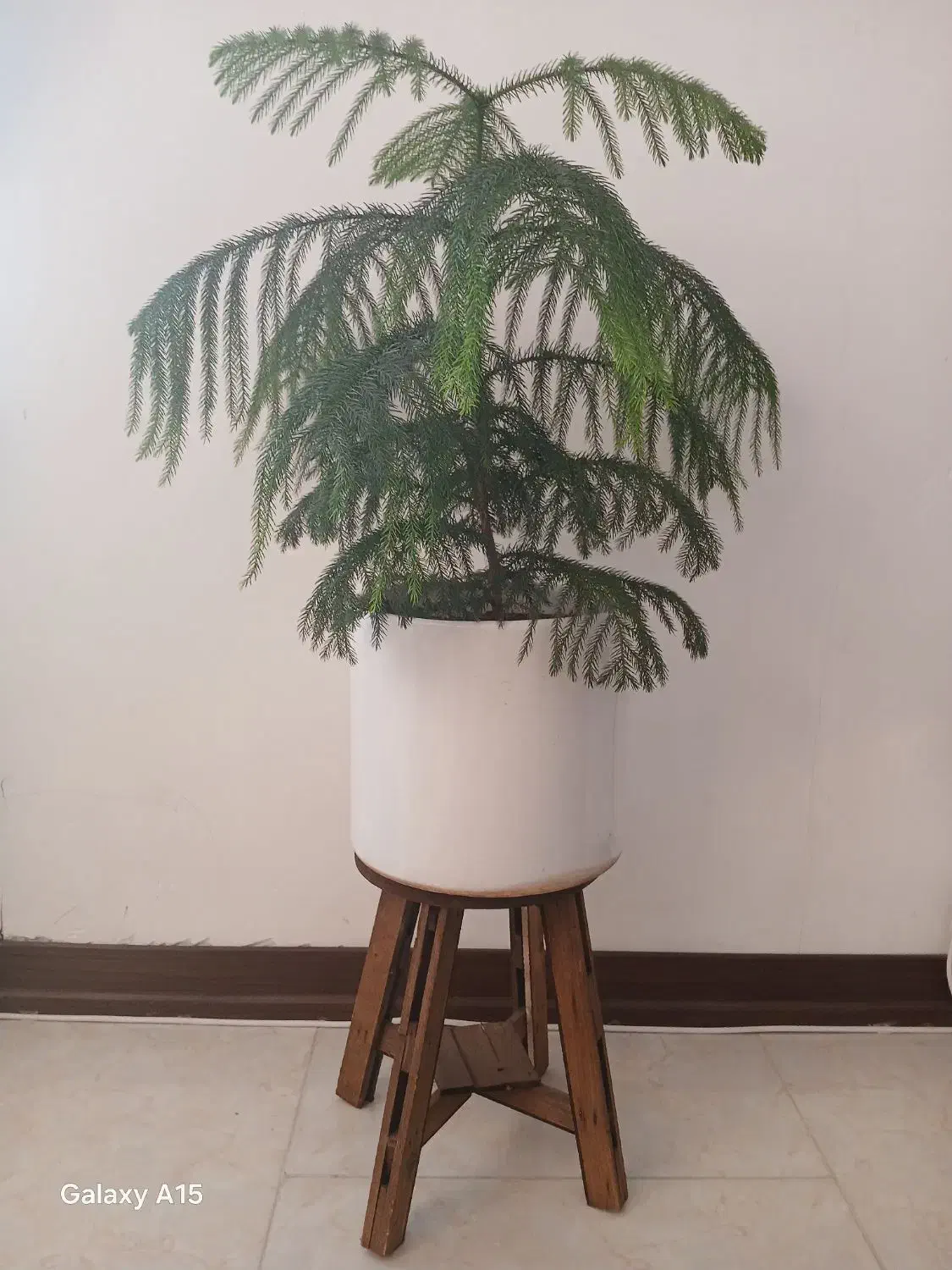 گل طبیعی|گل و گیاه طبیعی|صدرا-فارس, فاز ۱|دیوار