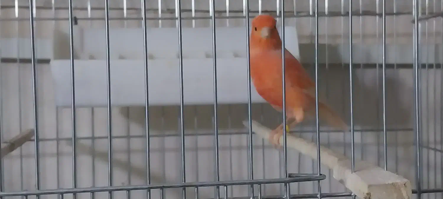 قناری|پرنده|تفت, |دیوار