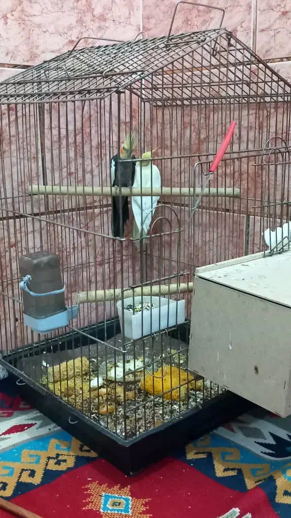 یک جفت عروس هلندی با چهار عدد جوجه|پرنده|کارون, |دیوار