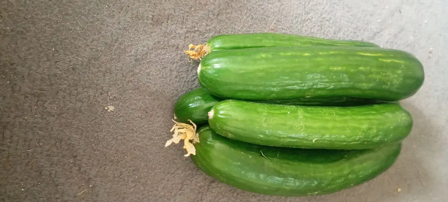 خیار گلخانه فروشی|عمده‌فروشی|تیمور آباد, |دیوار