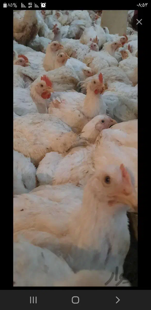 مرغ زنده ارگانیک|حیوانات مزرعه|سیمین شهر, |دیوار