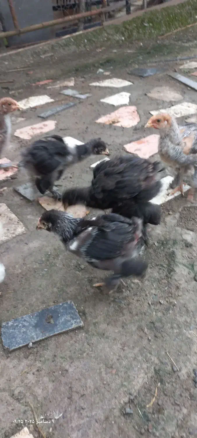 جوجه وخروس امپراتور|حیوانات مزرعه|لاهیجان, شقایق|دیوار