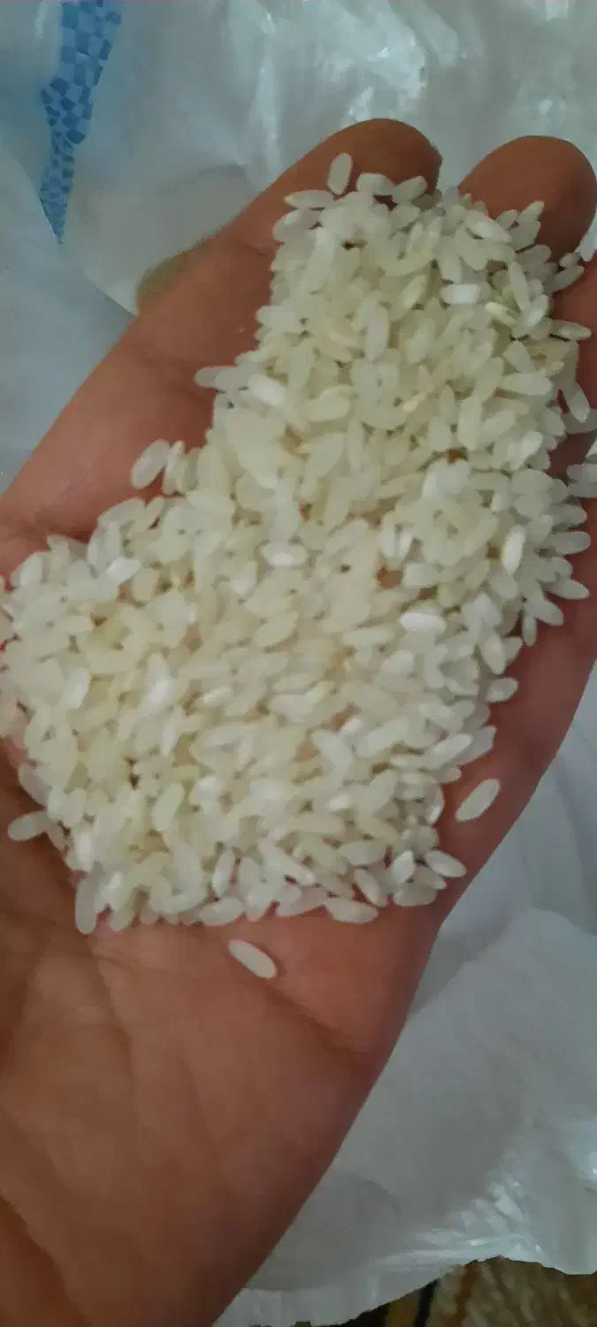 برنج کامفیروز اصل|خوردنی و آشامیدنی|شیراز, لاله|دیوار