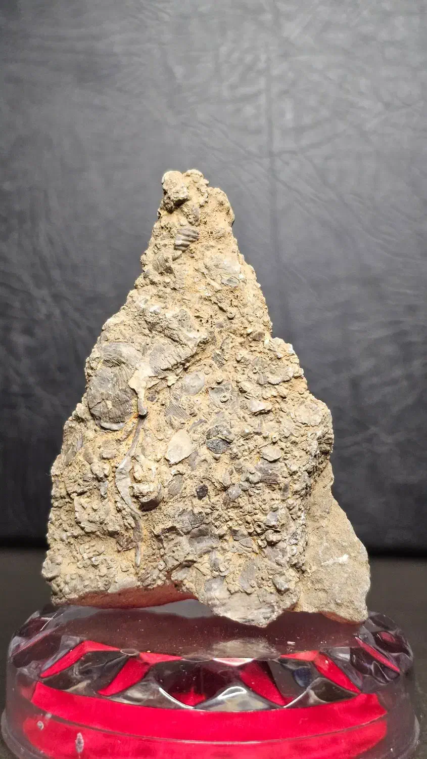 پنج عدد فسیل چند میلیون ساله|کلکسیون اشیاء عتیقه|دماوند, دماوند|دیوار