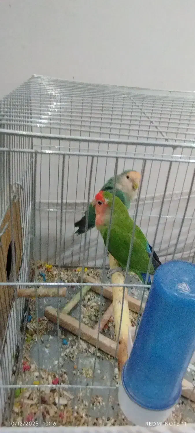 طوطی برزیلی جفت آماده|پرنده|قرچک, شهرک الحدید|دیوار