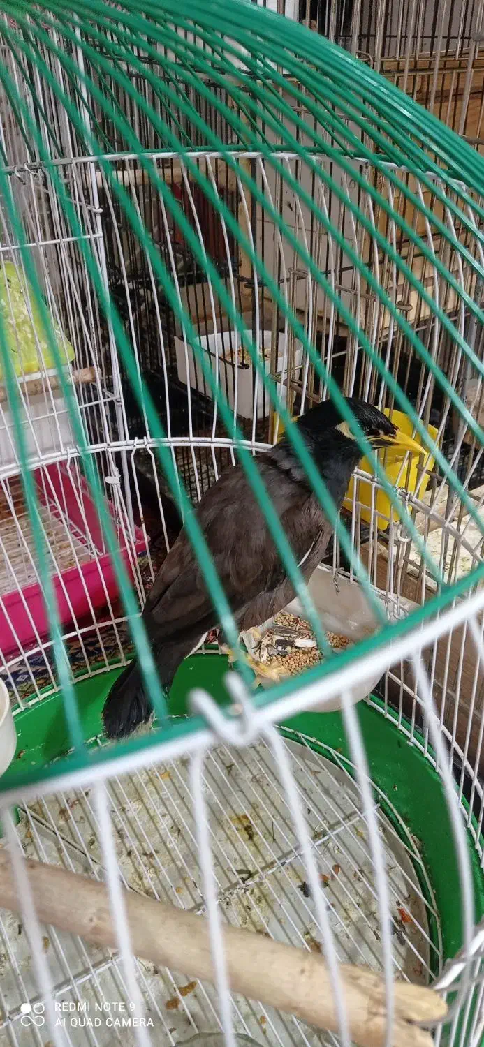 مینا ۱ساله|پرنده|رباط‌کریم, نوده|دیوار