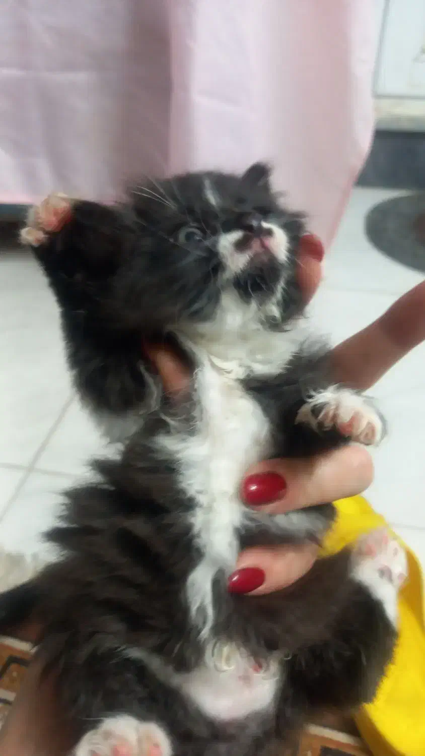 واگذاری دو بچه گربه نر  دی ال اس|گربه|اصفهان, مصلی|دیوار