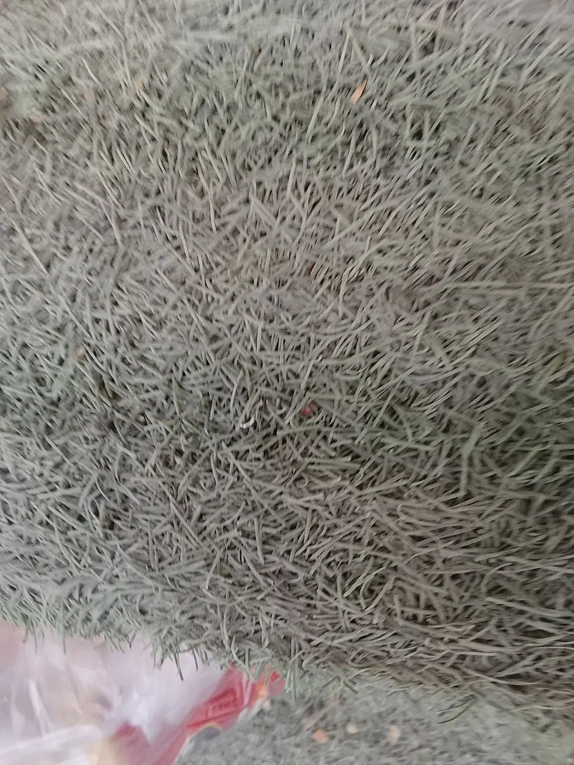 گمشده مرغ مینا|حیوانات|نیریز, |دیوار