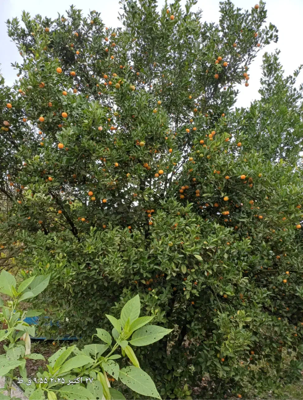 فروش کالاموندین (نارنج مینیاتوری)|خوردنی و آشامیدنی|شاندرمن, |دیوار