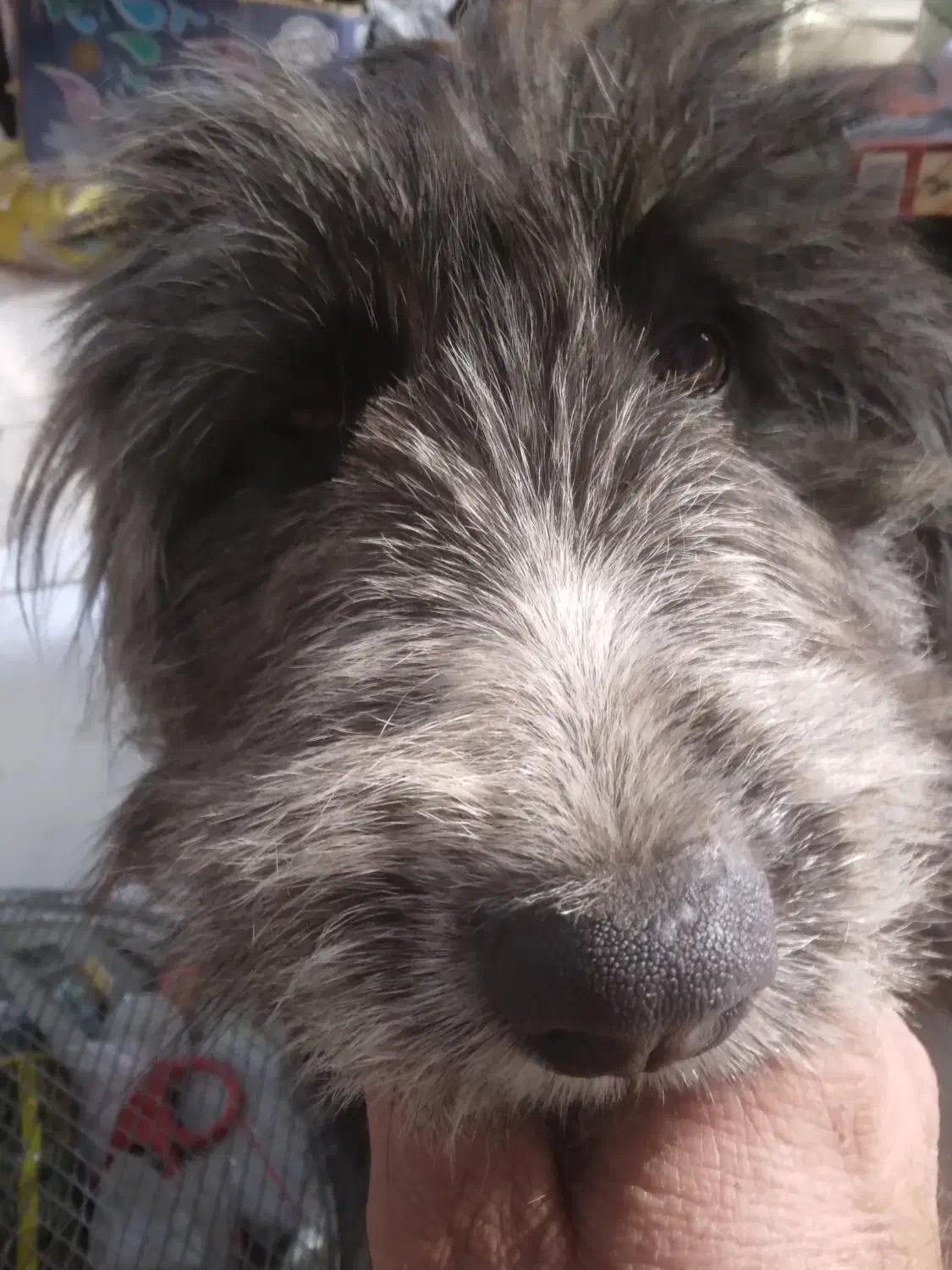 واگذاری تریر دست پا بلند|سگ|اصفهان, شهرک کاوه|دیوار