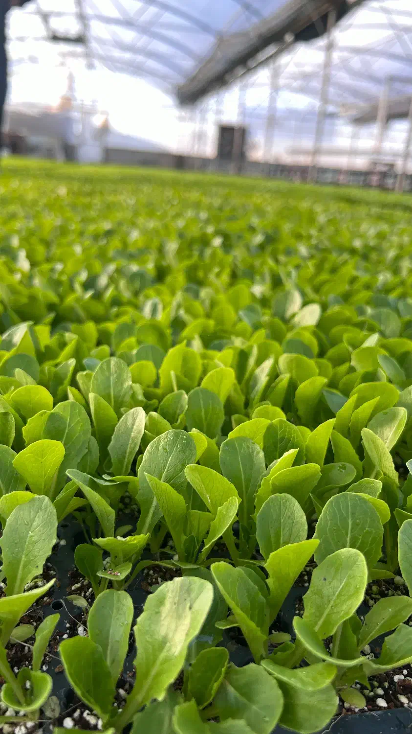 سبزیجات(نشا)|خدمات باغبانی و درختکاری|بابل, |دیوار