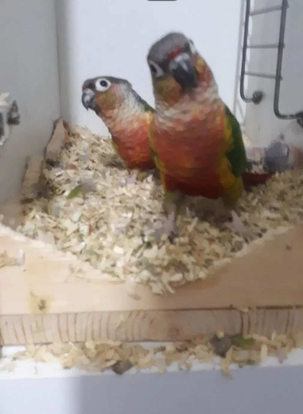 گیرینچیک و ردچیک|پرنده|فردیس, نگارستان|دیوار