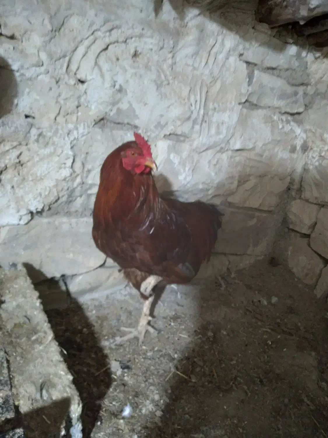 خروس|حیوانات مزرعه|جوانرود, |دیوار