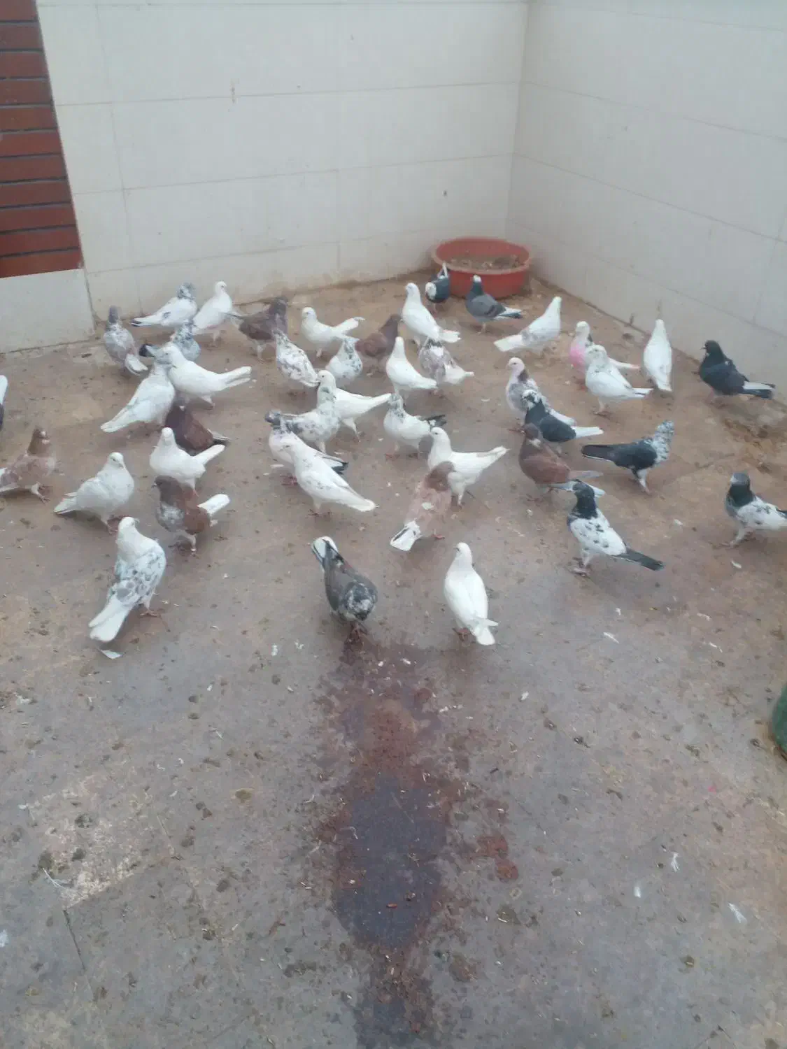 کبوتر پرشی..|پرنده|ساوه, |دیوار