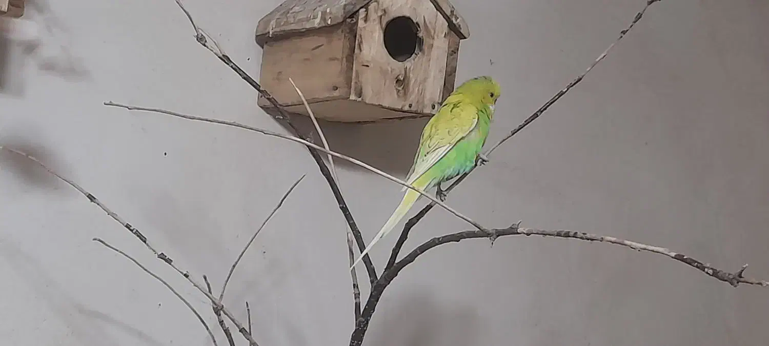 عروس هلندی و مرغ عشق|پرنده|پیرانشهر, |دیوار