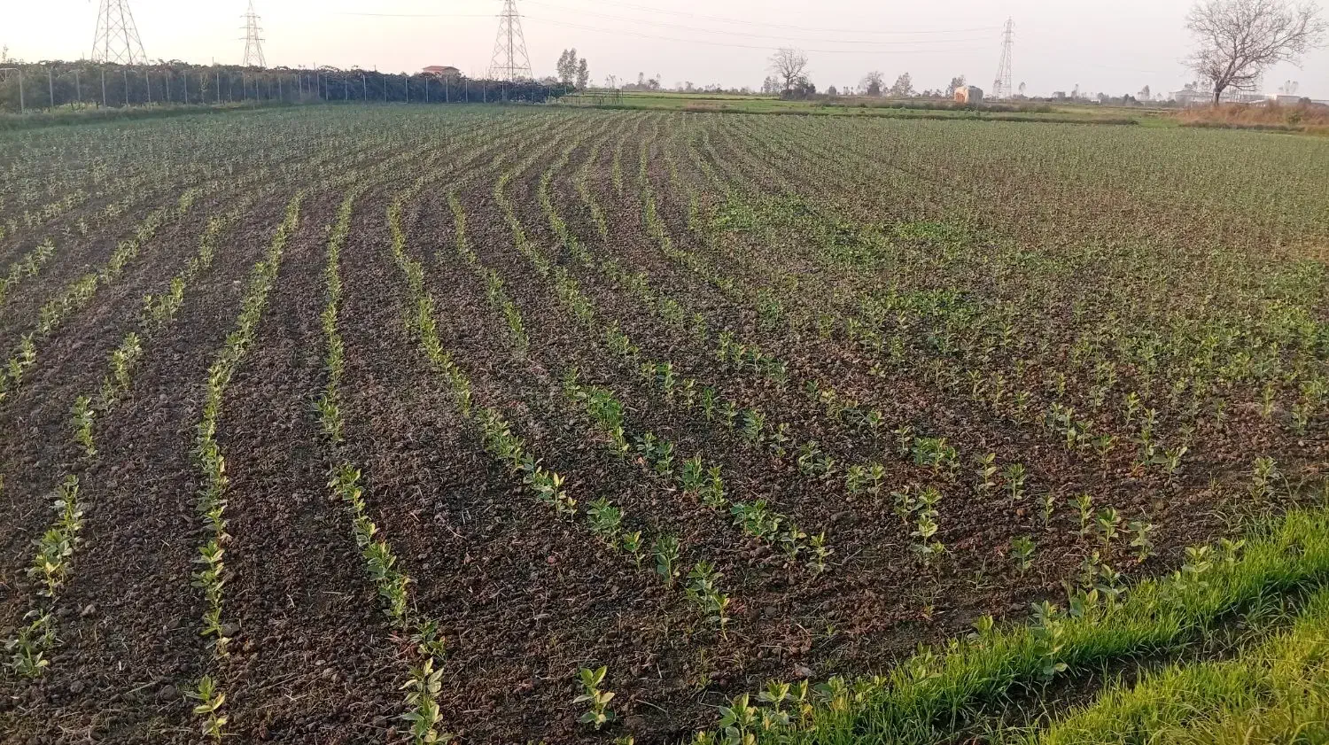 مزرعه باقالی ، ۱ هکتار ، کاشت ردیفی|خوردنی و آشامیدنی|امامزاده عبدالله, |دیوار