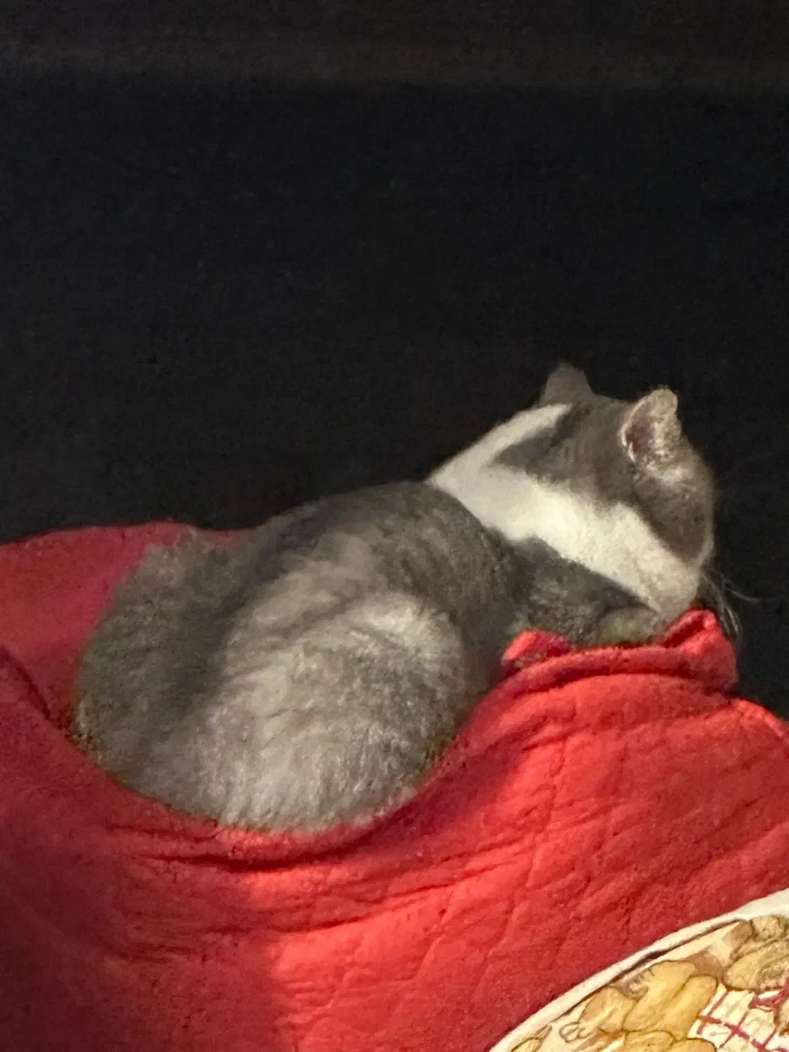 گربه بیریتیش یک سال و نیمه واکسینه|گربه|میبد, |دیوار