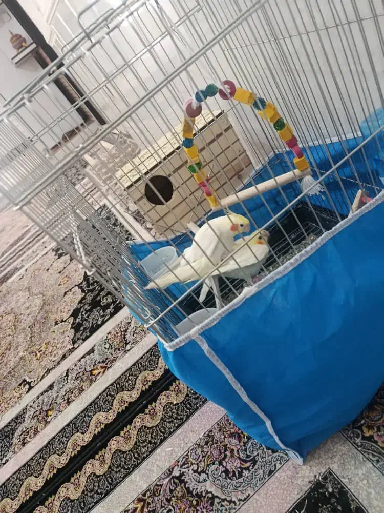 یک جفت عروس هلندی سرحال|پرنده|مرودشت, مسجد رسول‎|دیوار