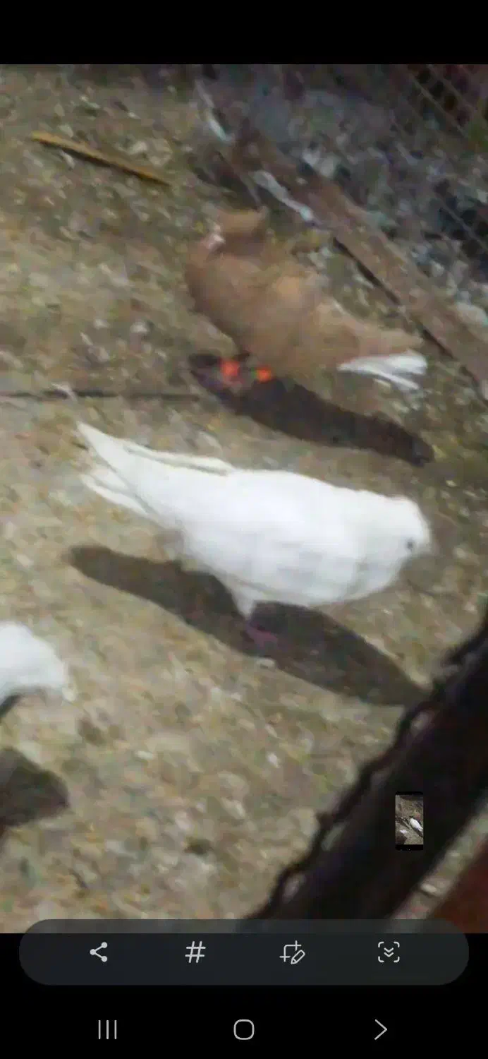 رنگی|حیوانات|اهواز, اهواز|دیوار