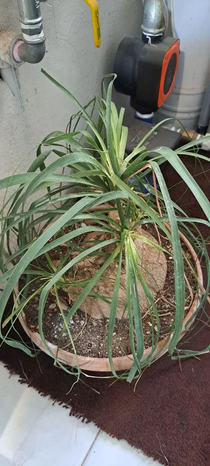 انواع بنسای یوکا و ...|گل و گیاه طبیعی|کرج, بنیاد|دیوار