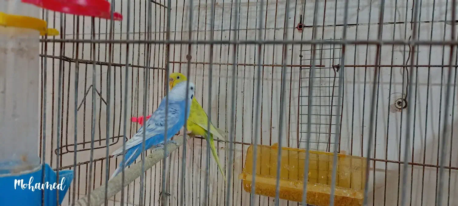 مرغ عشق|پرنده|تاکستان, |دیوار