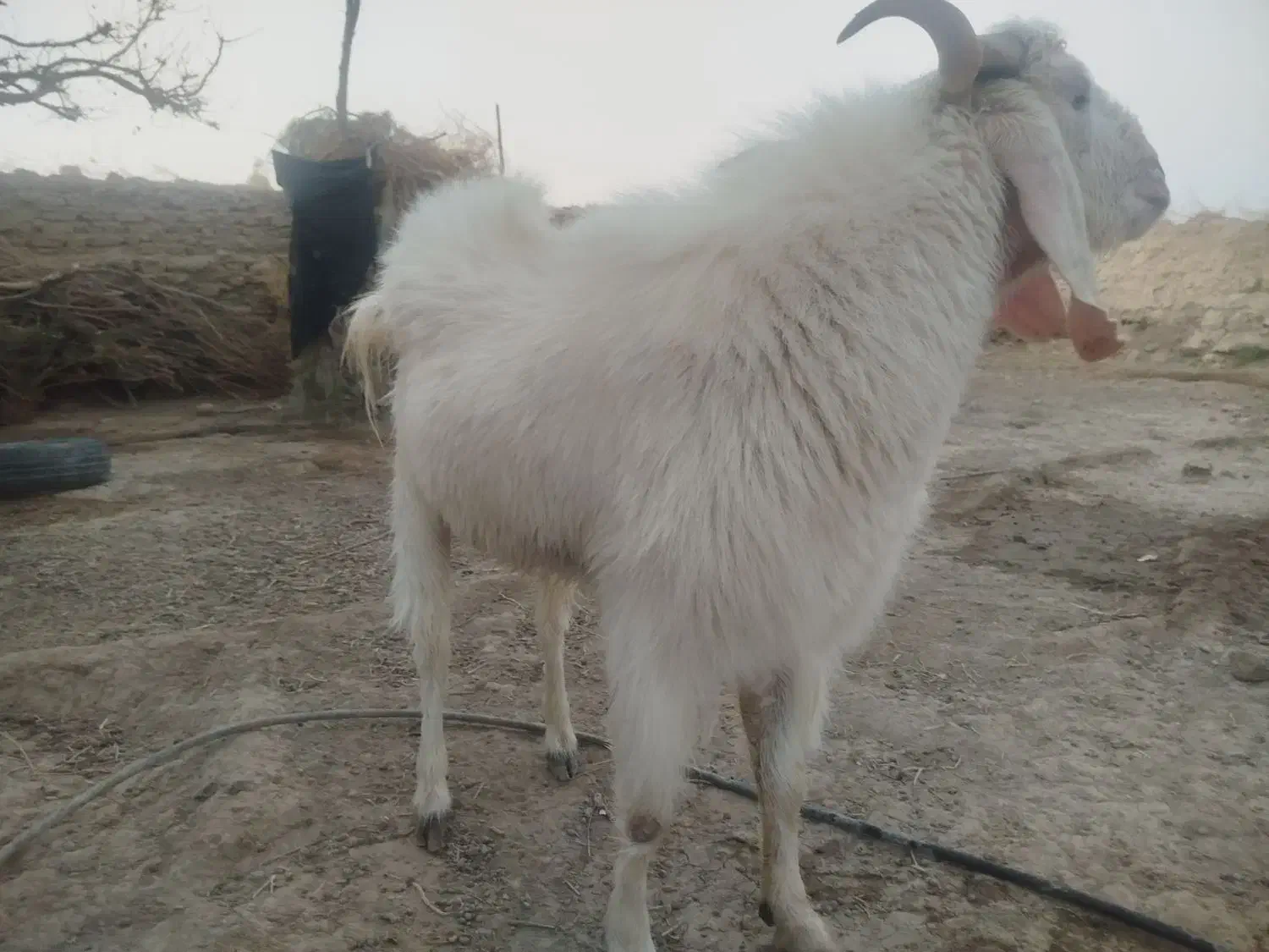 تک شاد مری|حیوانات مزرعه|زهک, |دیوار