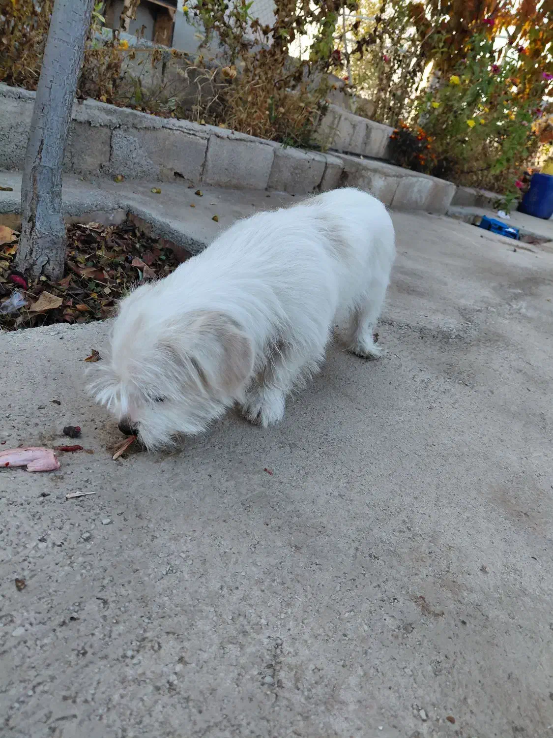 سگ پاکوتاه|سگ|سهند, |دیوار