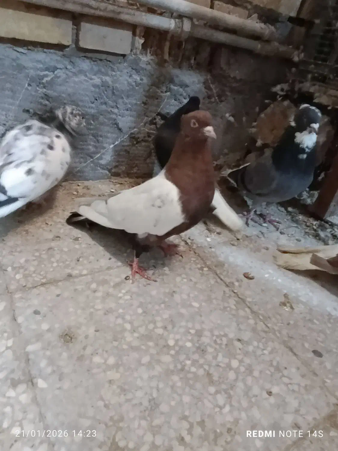 کبوتر رنگی|پرنده|بندر امام خمینی, |دیوار