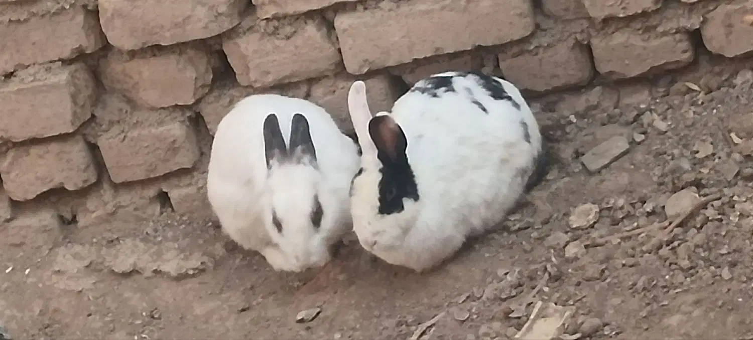 خرگوش|موش و خرگوش|بشاریات, |دیوار