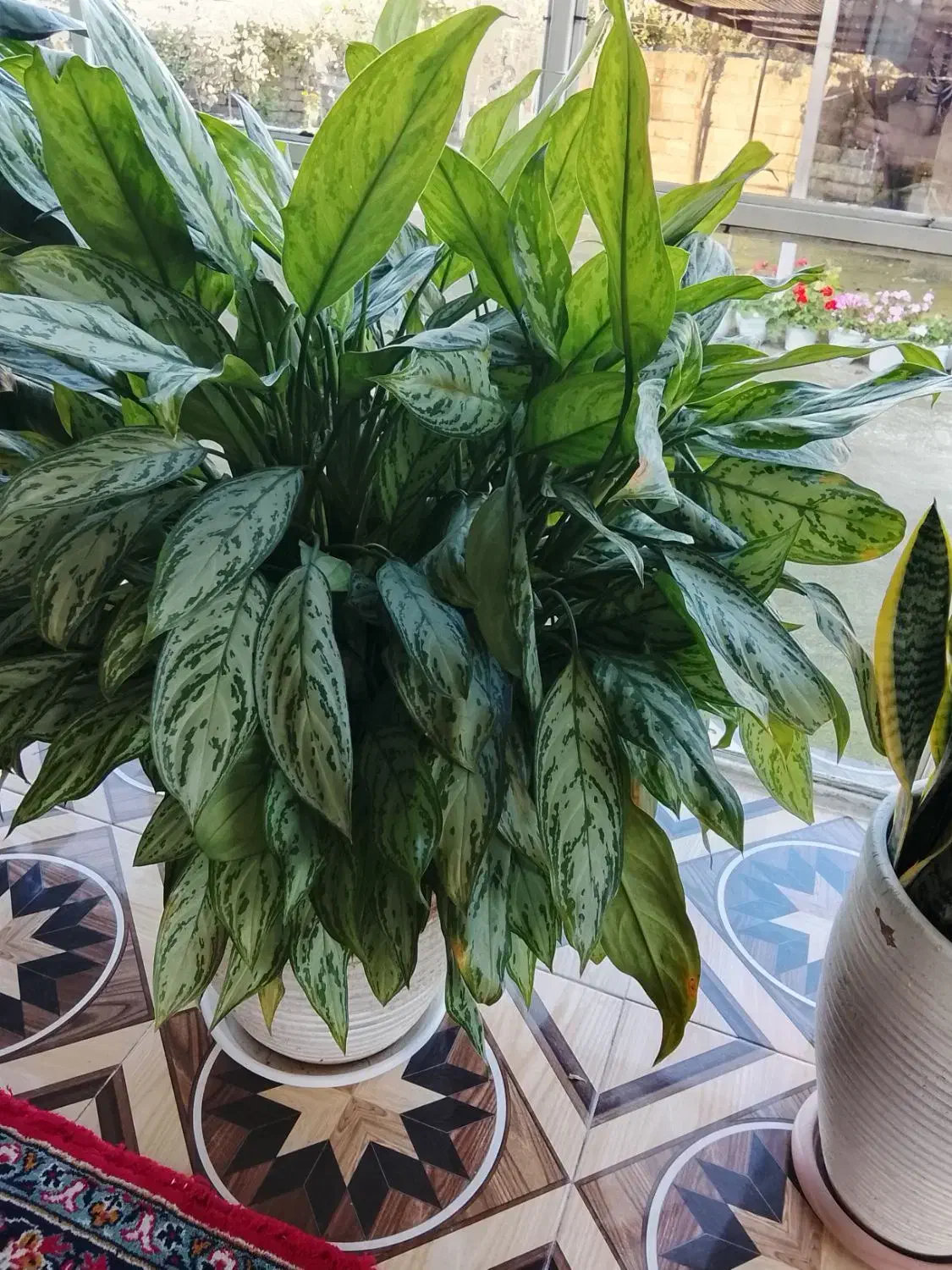 گل فروشی|گل و گیاه طبیعی|چوبر, |دیوار