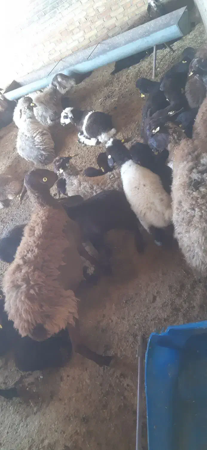 با سلام خدمت هم شهری های عزیز تعداد گوسفند فروشی|حیوانات مزرعه|شیروان (خراسان), |دیوار