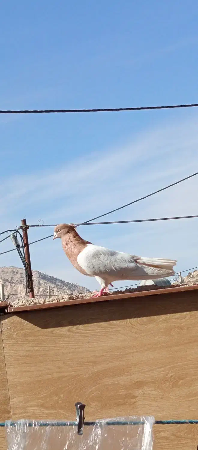 کفتر|پرنده|پلدختر, |دیوار