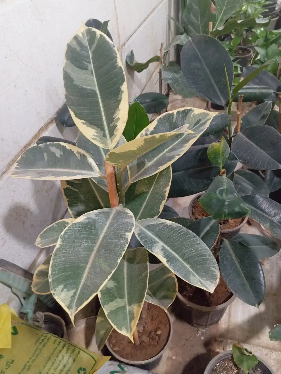 گل های زیبا آپارتمانی اول آموزش بعد خرید|گل و گیاه طبیعی|سبزوار, رضوی|دیوار