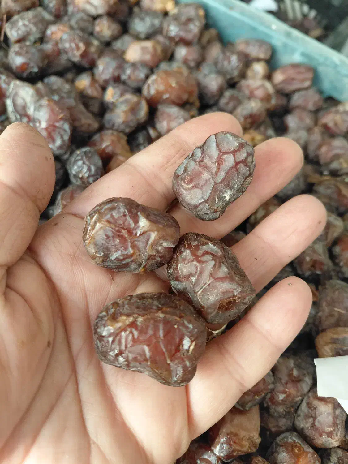 خرما مرداسنگ آلوچه ای زاهدی کبکاب پیارم|خوردنی و آشامیدنی|یزد, |دیوار