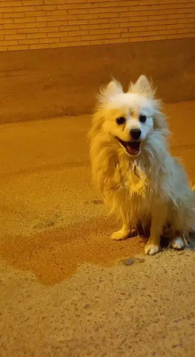 سگ اشپیتز|سگ|زارچ, |دیوار