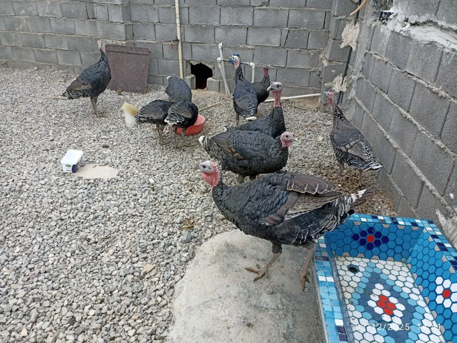 بقلمون نر و ماده|حیوانات مزرعه|یاسوج, |دیوار