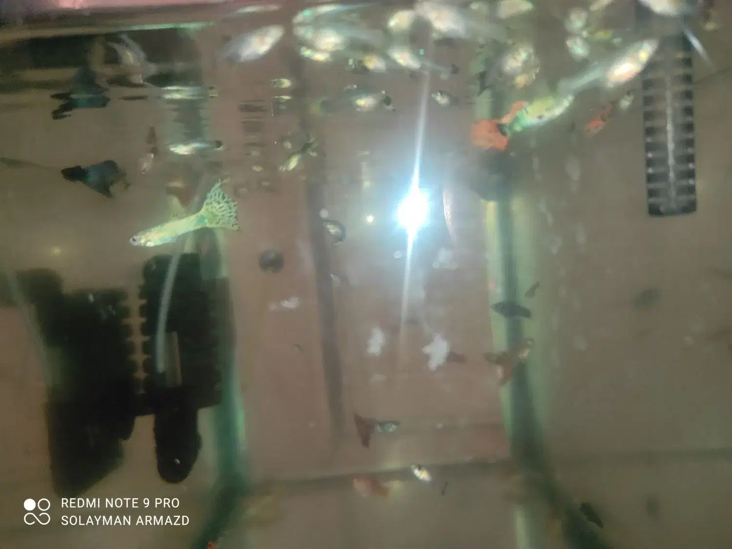 فروش ماهی|ماهی|بندرعباس, |دیوار