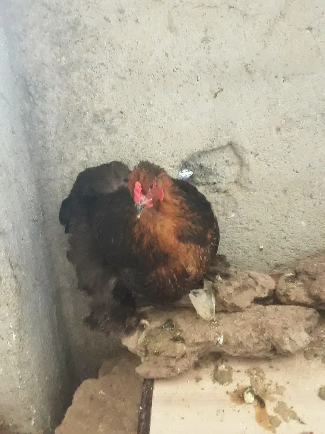 مرغ خروس برهمای اصل|حیوانات مزرعه|ارشق, |دیوار