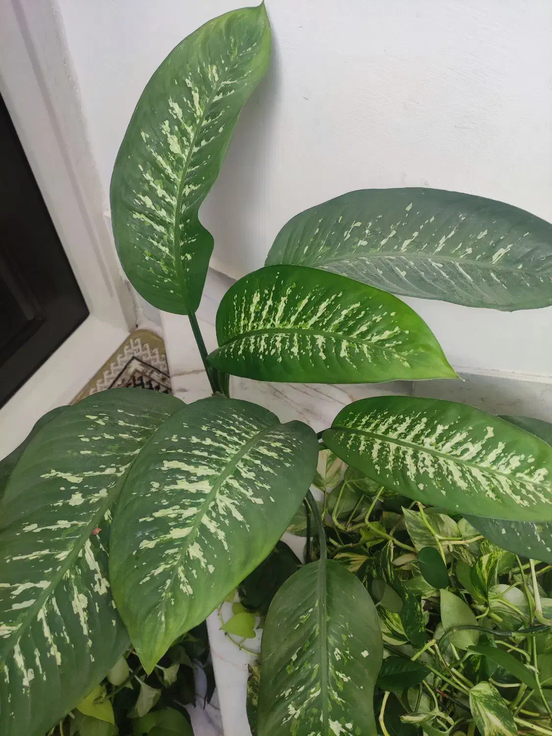 گل دیفن|گل و گیاه طبیعی|نیشابور, کوی یغما|دیوار