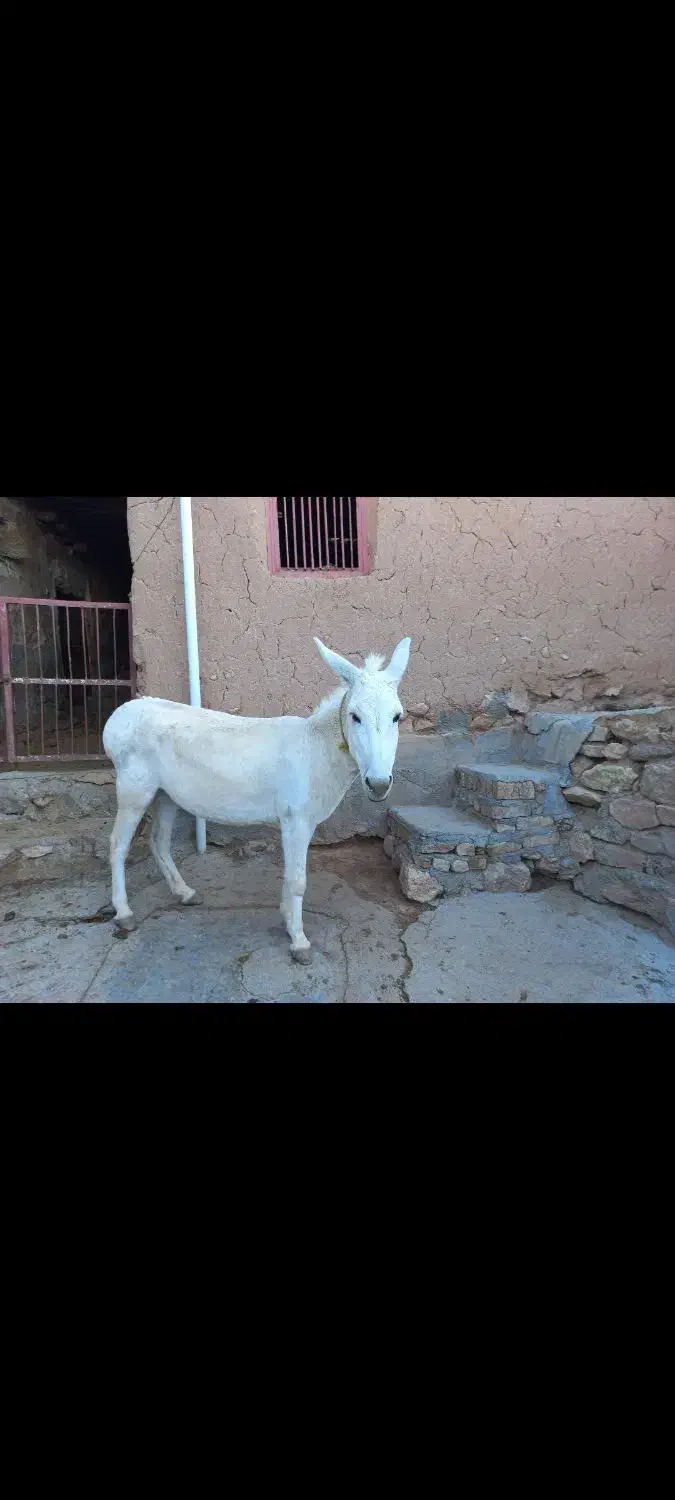 فروش الاغ سفید|حیوانات مزرعه|شیروان (خراسان), |دیوار