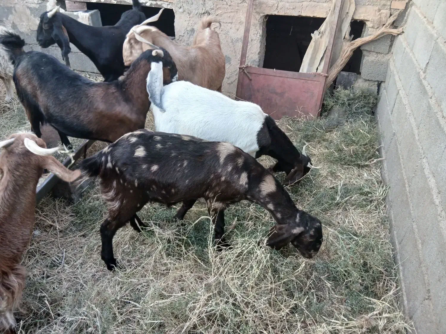 شیر بز|خوردنی و آشامیدنی|زیرکوه, |دیوار