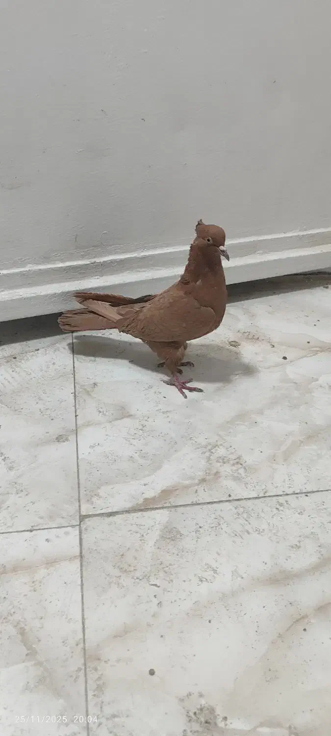 کبوتر غریب|پرنده|کوهدشت, |دیوار