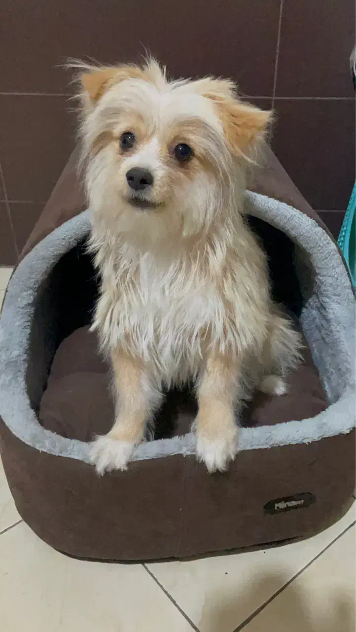 سگ پوماپو|سگ|تاکستان, |دیوار